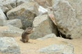 ÃÂ¡ute little squirrel gnaws a nut in the sand on the coast